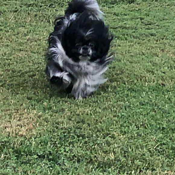 Meet your Posher, Lisa - Picture 1 of 1